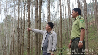 Thien Tan: Gąsienice budzą obawy w przypadku drzew eukaliptusowych