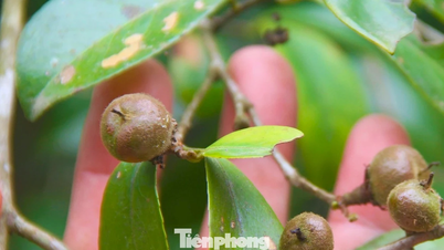 Strom otevírá cestu z chudoby