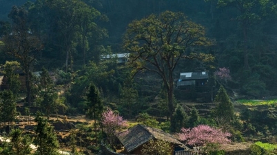 डोंग वैन स्टोन पठार: 2025 तक दुनिया का अग्रणी सांस्कृतिक गंतव्य