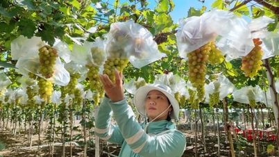 4 ​ໂຄງການ​ພັດທະນາ​ກະສິກຳ​ແຂວງ​ແຄ໋ງຮ່ວາ