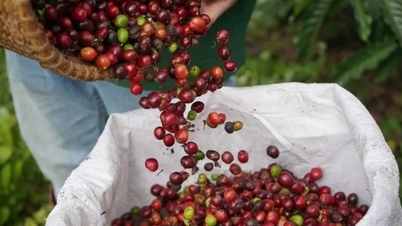 ມື້ນີ້ (8 ທັນວາ): ລາຄາໝາກພິກໄທ ເພີ່ມຂຶ້ນເລັກນ້ອຍ