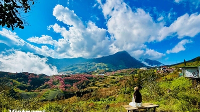 Яркие цвета прекрасной цветущей вишни в Сапе
