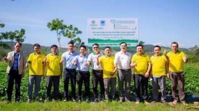 ດັກລັກ ຕີ​ລາຄາ​ຮູບ​ແບບ​ການ​ຜະລິດ​ເມັດ​ພັນ​ມັນ​ຕົ້ນ​ວັດທະນະທຳ​ເນື້ອ​ເຍື່ອ