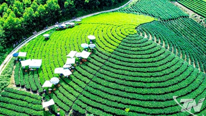 Una sinfonía de té, cultura y viajes