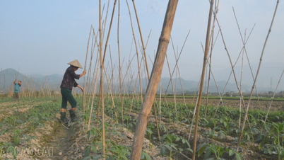 Thia Köprüsü: Kışlık ürünlerin değerinin artırılması