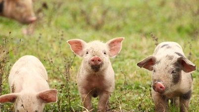 2025年12月8日今日の豚肉価格：北部は一連の大幅な値上がりの後、冷静さを取り戻した