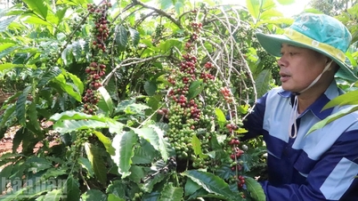 Tiềm năng, thế mạnh và cơ hội đầu tư vào Đắk Lắk