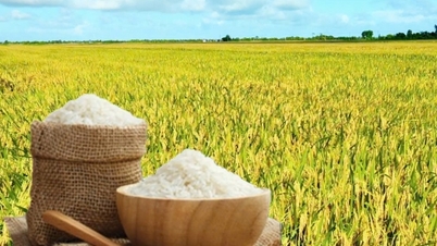 ราคาข้าววันนี้ 8 ธ.ค. ส่งออกข้าว OM 5451 พลิกกลับมาเพิ่มขึ้น