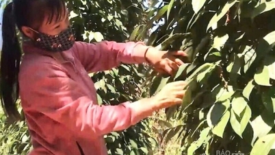 Biber fiyatı bugün 8 Aralık 2025: En yüksek 149.000 VND/kg