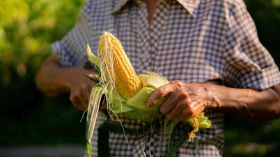 کیا مکئی کی ریشم کی چائے ہر سائز کی گردے کی پتھری کو تحلیل کر سکتی ہے؟