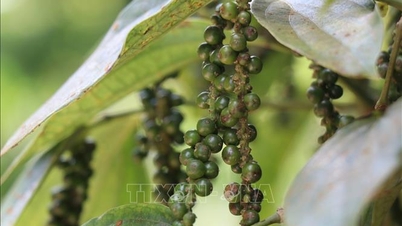 11개월간 고추 수출액 15억 달러 돌파