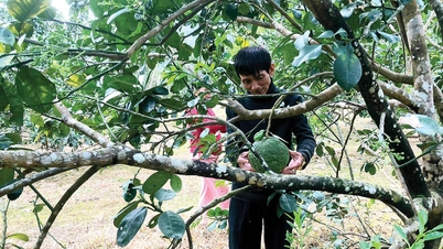 Jembatan kredit berikan "tongkat pancing" ke petani untuk atasi kemiskinan