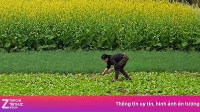 ہنوئی میں سرسوں کے ساگ کے کھیت چیک ان سپاٹ بن گئے۔