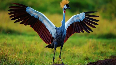 សត្វក្រៀលគ្រងរាជ្យប្រផេះ៖ សម្រស់អាថ៌កំបាំង និងអាកប្បកិរិយាប្លែកៗ