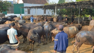 Нге Ан предотвращает незаконную перевозку скота через границу