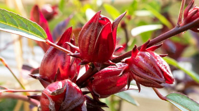 Lite kända potentiella biverkningar av röda kronärtskocksblommor