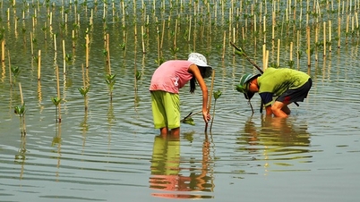 Effektiviteten hos kustnära skogsskydds- och utvecklingsprojekt