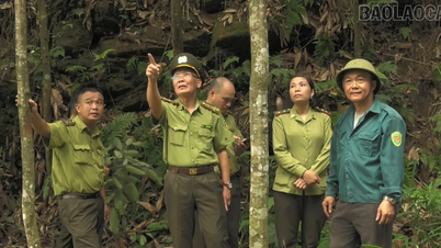 لاو كاي يشجع على إصدار رموز لمناطق زراعة الغابات للمواد الخام