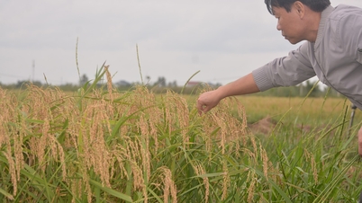 কি সন স্পাইরাল স্টিকি রাইস - উপকূলীয় বিশেষত্ব