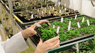 Nytt juridisk rammeverk for genredigerte avlinger i Europa