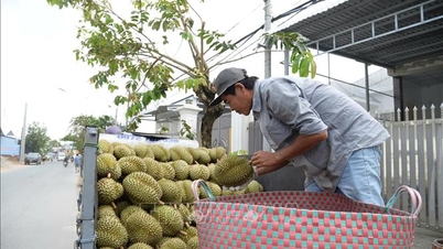 Die Preise für Durian außerhalb der Saison schwanken, aber die Gärtner in Dong Thap erzielen dennoch recht hohe Gewinne.