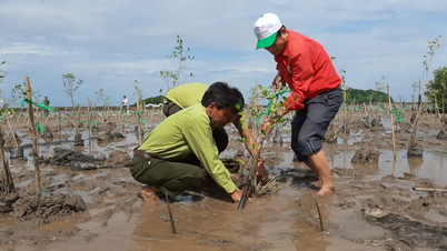 У прибережних населених пунктах висаджено понад 11 600 гектарів лісу