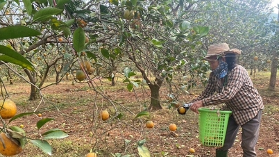 فشل ثاني أكبر بستان برتقال في نغي آن، وسقطت الثمار بأعداد كبيرة