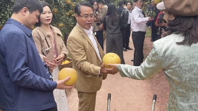 बाक निन्ह फल महोत्सव 2025: 223 टन संतरे और अंगूर का उपभोग