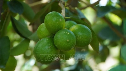 بغیر بیج کے لیموں بیرون ملک اپنا راستہ تلاش کرتے ہیں۔