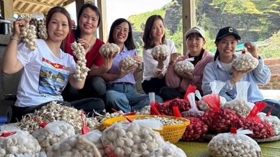 Προώθηση του πολιτισμού και του τουρισμού του Ly Son μέσα από την ιστορία του σκόρδου