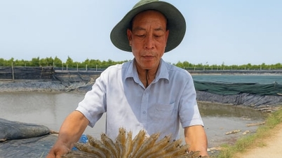 Penternakan udang berteknologi tinggi membantu kawasan pinggir bandar membuat kejayaan