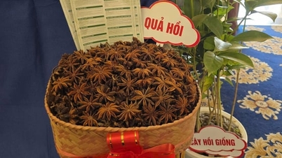 लैंग विशेषताएँ बड़े बाजारों तक पहुँचती हैं