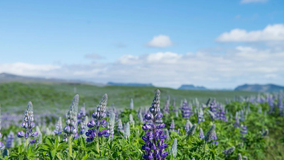 Islandia: Ladang bunga ungu yang menakjubkan mengancam ekosistem asli