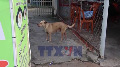 Вільно гуляючі собаки напали на людей у ​​Хошиміні
