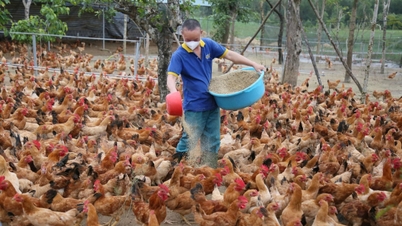 Nuôi gà thảo dược cho thu nhập cao