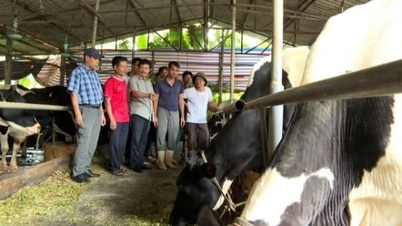 ڈیری فارمرز کو اب کوئی دلچسپی نہیں ہے۔