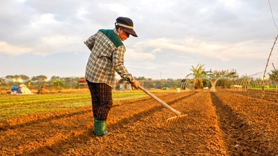 តម្លៃ​បន្លែ​ពណ៌​បៃតង​នៅ​ផ្សារ Da Nang ឡើង​ថ្លៃ ម្ទេស​ហក់​ឡើង​ដល់ ១៥ ម៉ឺន​ដុង​ក្នុង​មួយ​គីឡូក្រាម