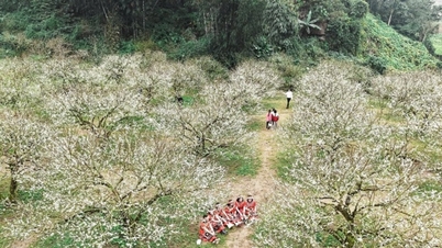 Mộc Châu: trải nghiệm mùa hoa mận nở sớm đầu đông ở Sơn La