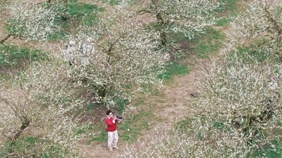 Мок Чау в декабре: охота за ранним цветением сливы