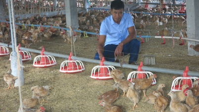 הרחבת השימוש במצעים ביולוגיים בגידול עופות כדי להפחית את זיהום הסביבה