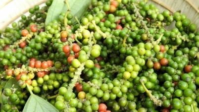 کالی مرچ کی قیمت آج 9 دسمبر 2025: کچھ جگہوں پر معمولی اضافہ