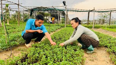 جيا لاي: استعادة إنتاج الخضروات بشكل عاجل بعد الفيضانات