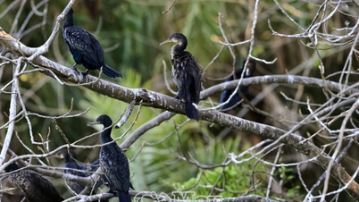 保護地域における外来種の管理強化