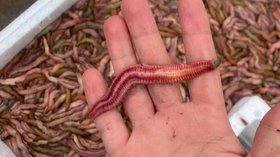 هذه السمكة المميزة "المتلويّة والممتلئة" متوفرة فقط في موسمها في هاي فونج.