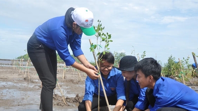ملخص مشروع حماية وتنمية الغابات الساحلية