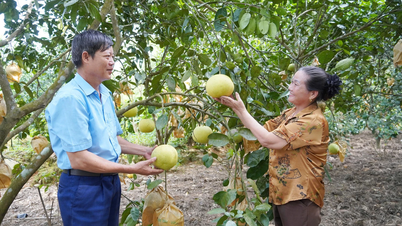 پھک ٹریچ میں گریپ فروٹ کے کاشتکاروں کی خوشی