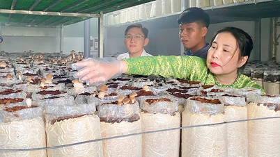 Présentation du modèle de culture et de production de champignons noirs à base de termites dans les foyers