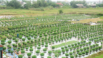 Les agriculteurs d'An Lac espèrent une pleine saison de floraison du tétras