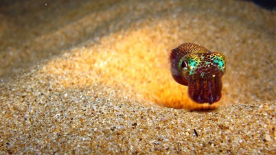 Maleńka świecąca kałamarnica odkryta niczym perła w głębinach morskich