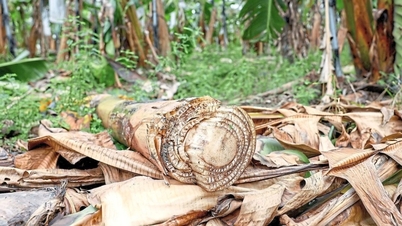 ابتكار غريب من جذوع شجرة الموز يجعل شركة تايوانية مطلوبة